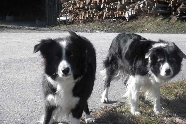 Border Colliehunde
