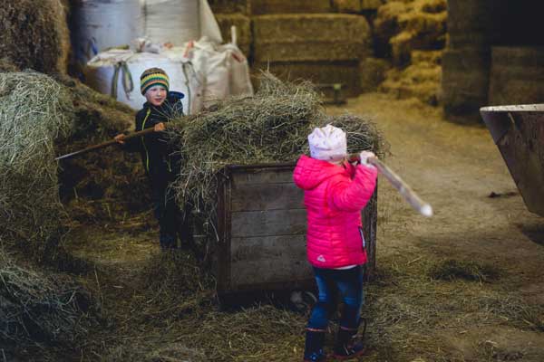 Kinder füttern Schafe mit Heu