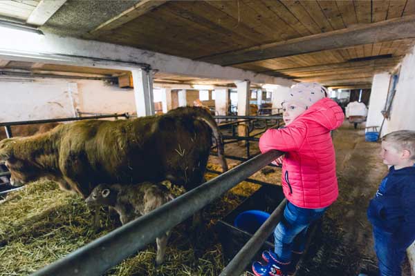 Kinder besichtigen den Kuhstall