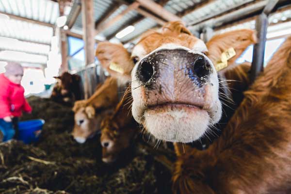 Kinder besichtigen den Kuhstall