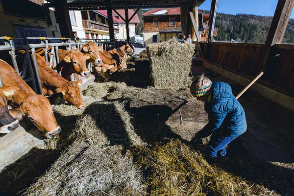 Rinder werden von einem Kind mit Heu gefüttert