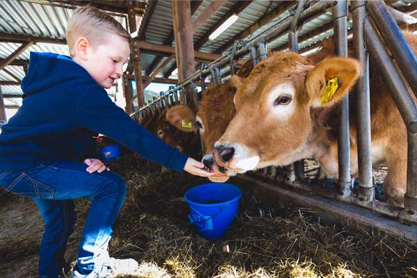 Kind beim Füttern der Kühe