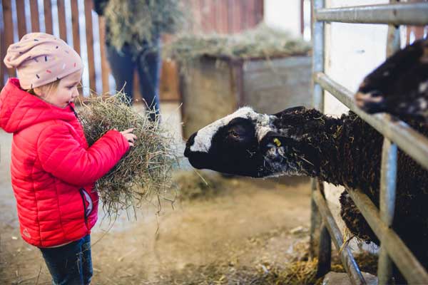 Kind füttert Schafe mit Heu