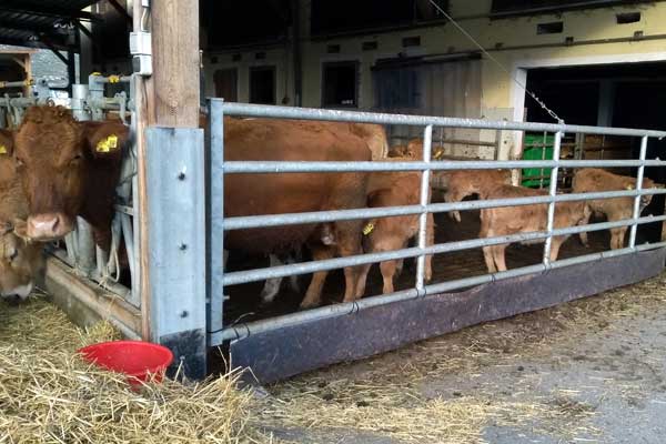 Unserer Rinder im offenen Stall