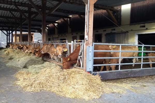 Unserer Rinder im offenen Stall