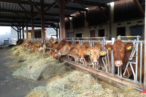 Unserer Rinder im offenen Stall