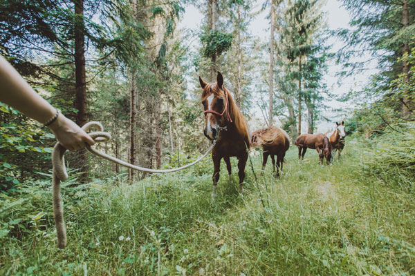Unseren Pferde mangelt es nicht an regelmäßiger Bewegung ...