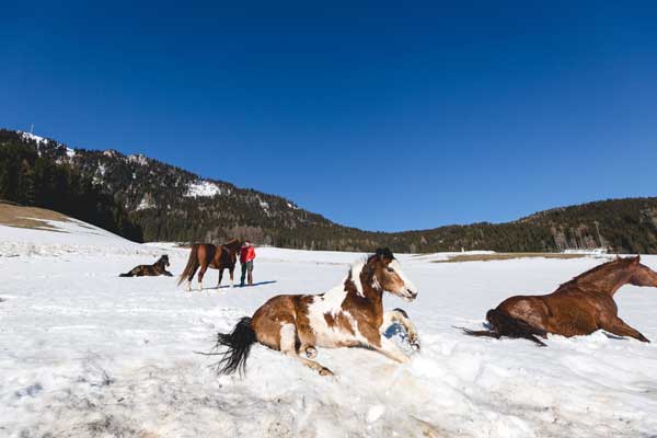 Pferde liegen im Schnee