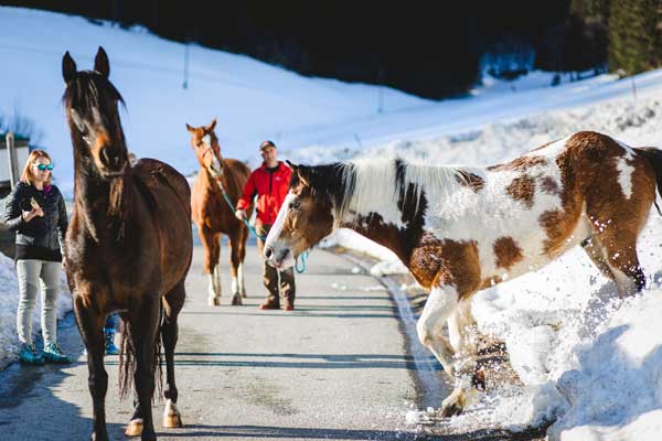 Unsere Pferde werden auch im Winter ausgeführt