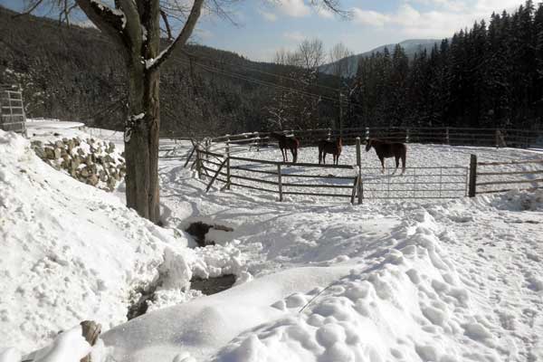 Pferde im Winter