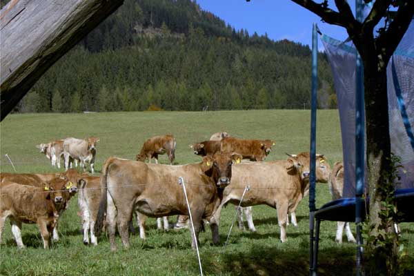 Rinder auf der Weide