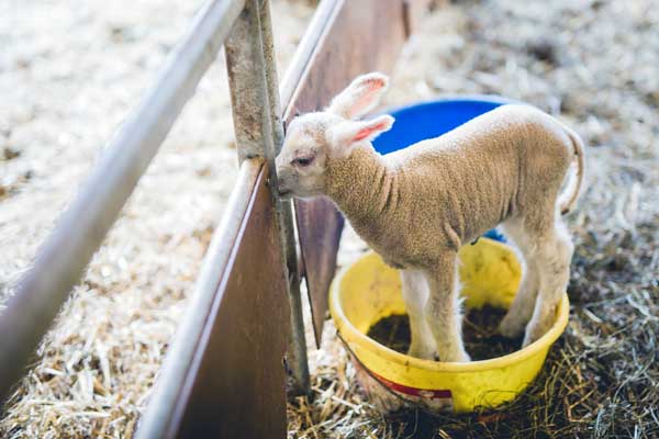 Lamm steht im sogenannten Schaffl