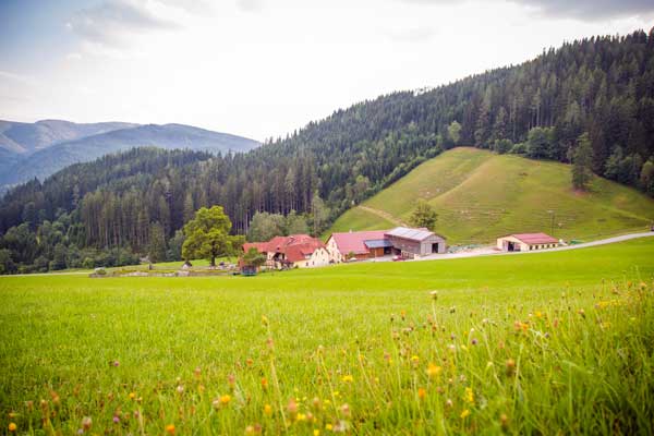 Michlbauernhof mit Blumenwiese