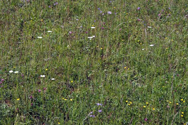 Blumenwiese Foto: Feiner