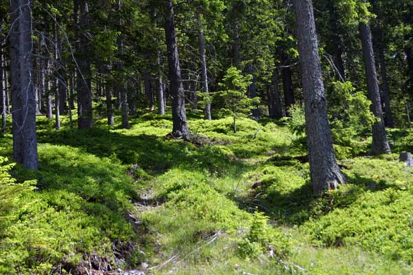 gesunder Wald - Foto:Feiner