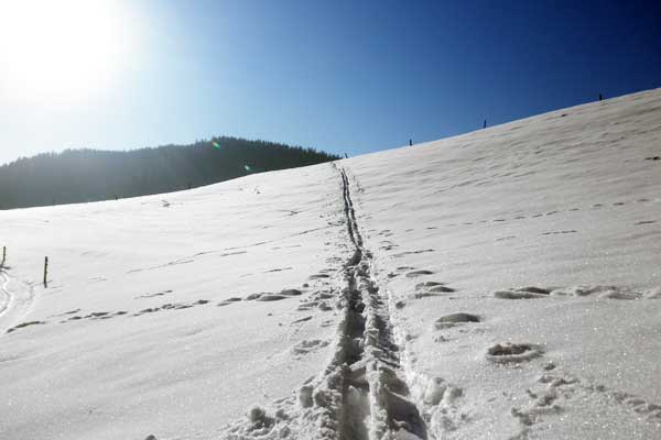 Spuren im Schnee