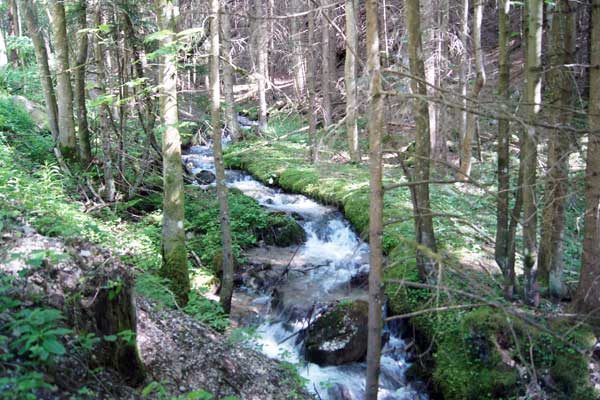 Waldbach Foto:Feiner