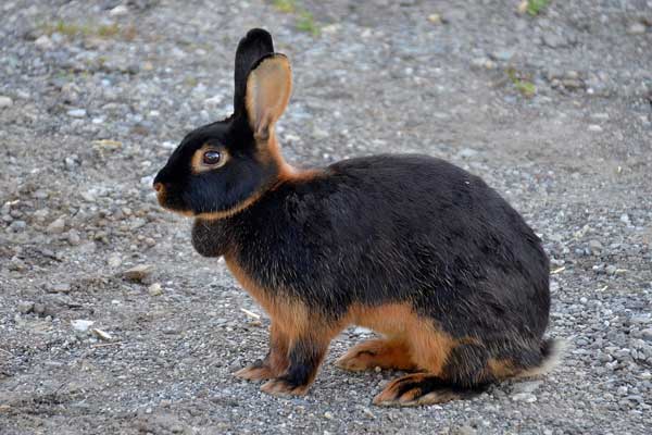 Hase macht einen Ausflug im Hof
