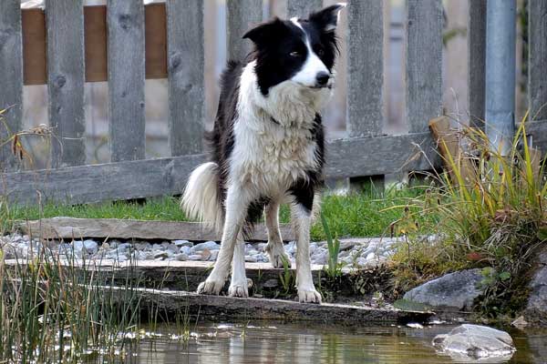 Auch unsere Hunde lieben den Teich