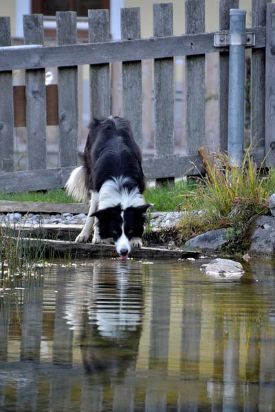 Für unsere Hunde ist der Naturbadeteich eine gute Trinkwasserstelle