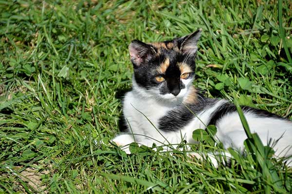 Diese Katze chillt in der Wiese