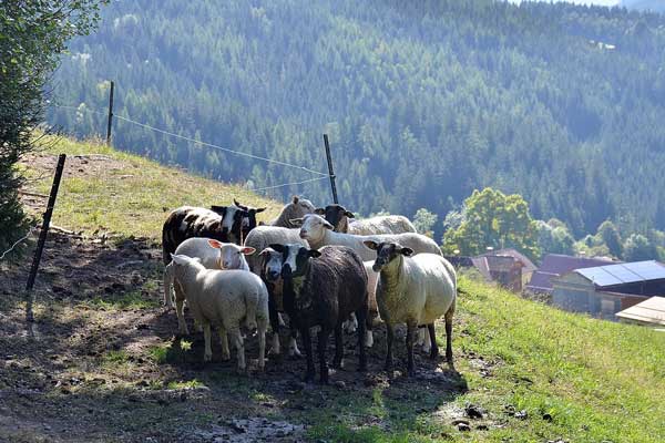 Auch Schafe brauchen ein schattiges Plätzchen